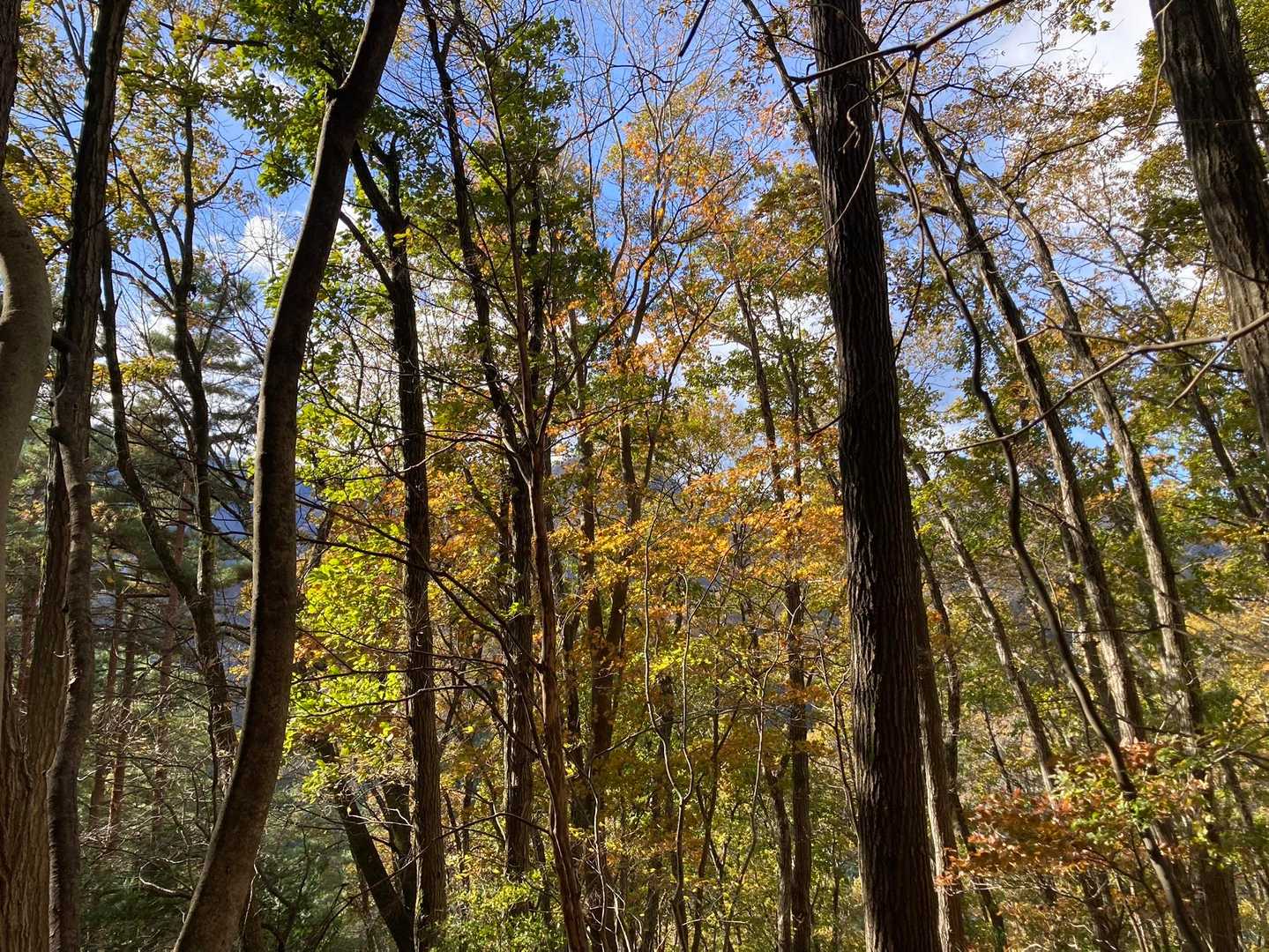 紅葉はだいぶ下のほうのみ。
1ヶ月前に滝子山へ来た時はまだ紅葉してなかったのに。季節の移ろいは早い。