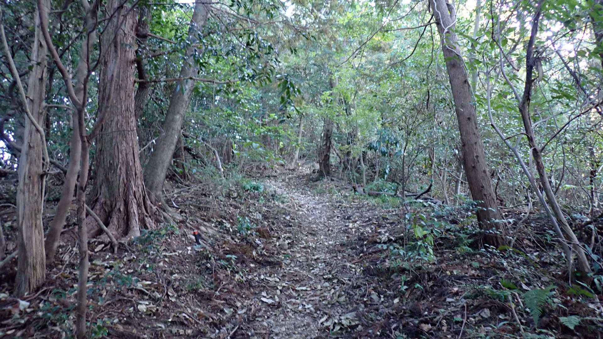 再び樹林帯