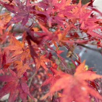 駐車場はまだ紅葉してる🍁