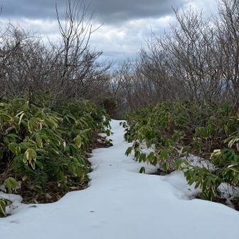いつもの金山峠への道は雪で歩きにくそうだったので来た道を戻ることに。