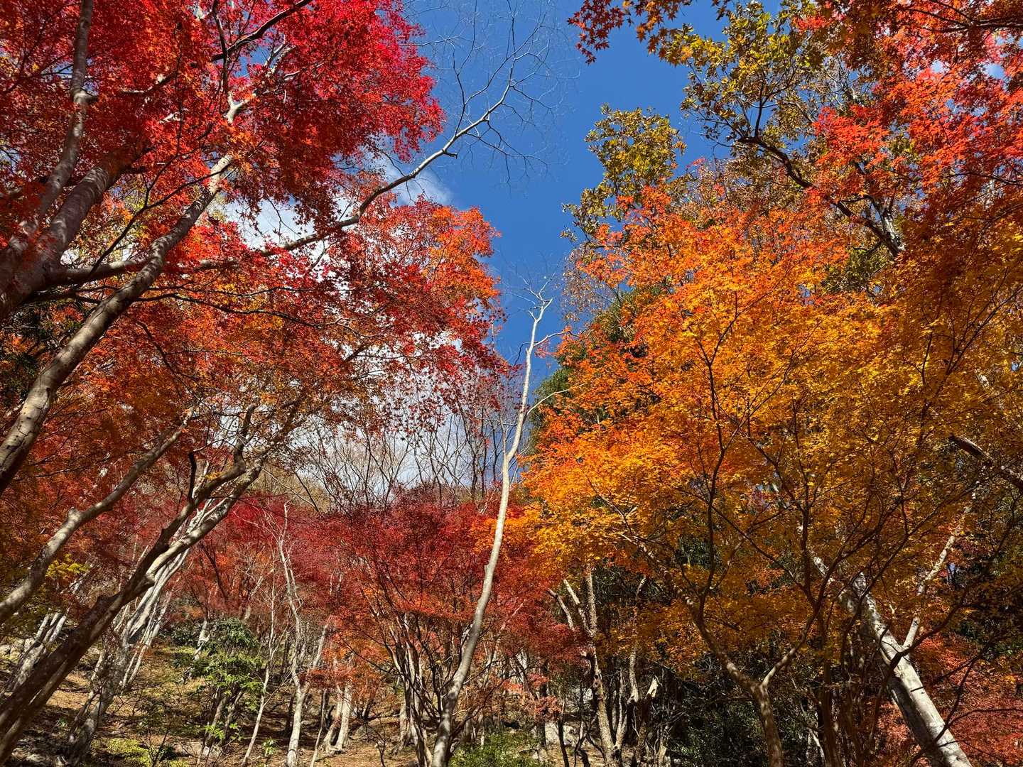 パシャパシャ📸