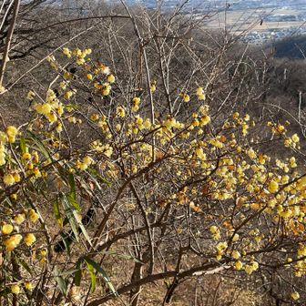 蝋梅　きれいだ🤩