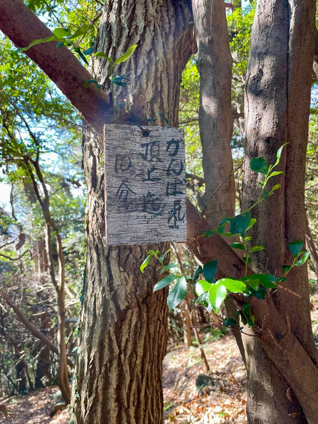 桑谷山-最明山-遠望峰山-聖山 往復コースの写真