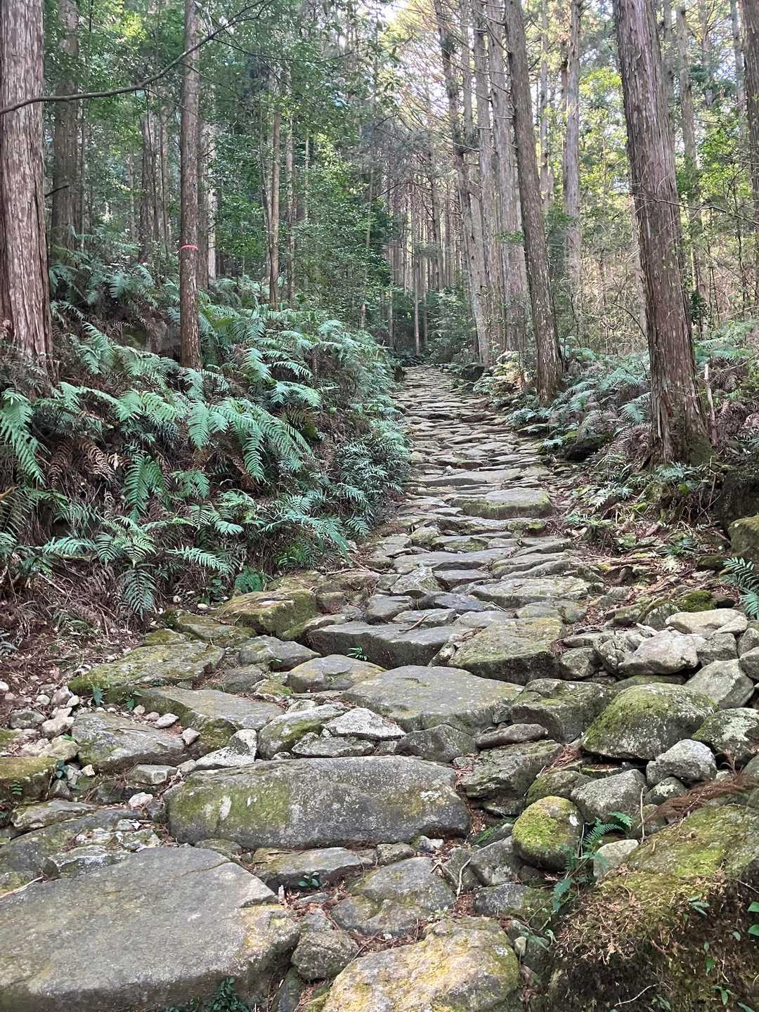 鷲下登山口-馬越峠-便石山 往復コースの写真