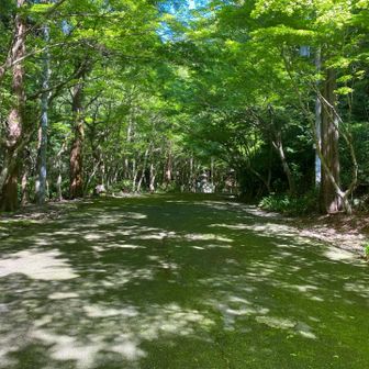 新緑がキレイです。