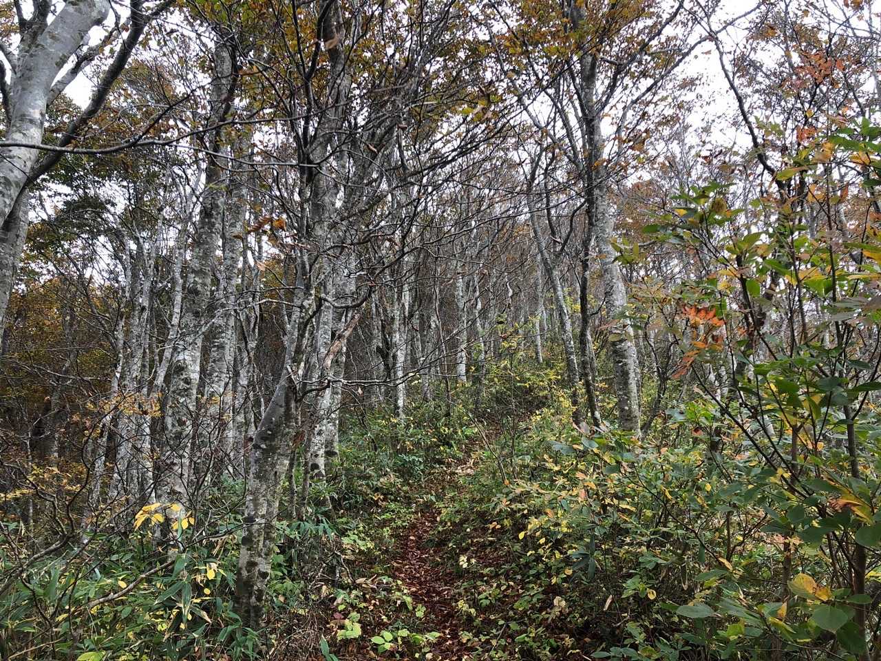 尾根に上がると、落ち葉🍂がたくさん