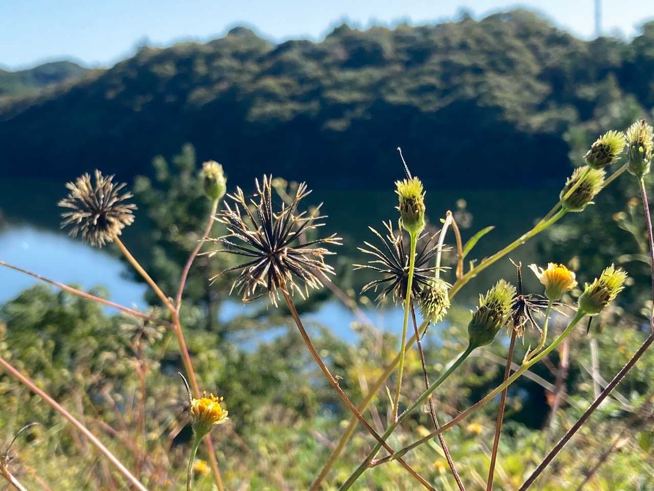 くっつき虫地帯💦