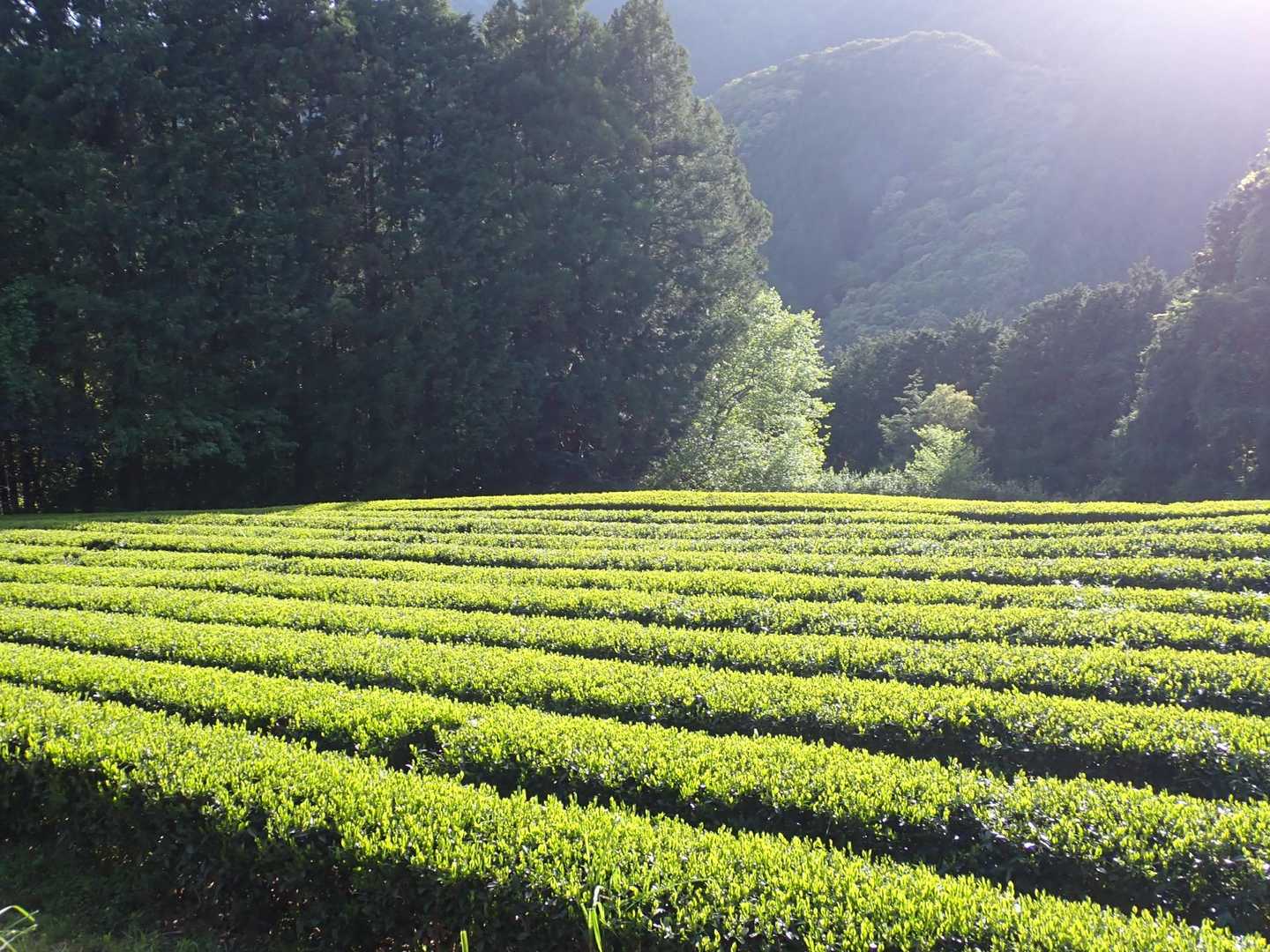 静岡らしい茶畑🍵新茶が待ち遠しい👍