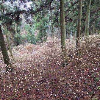 もう充分濡れたので
ミツマタ堪能