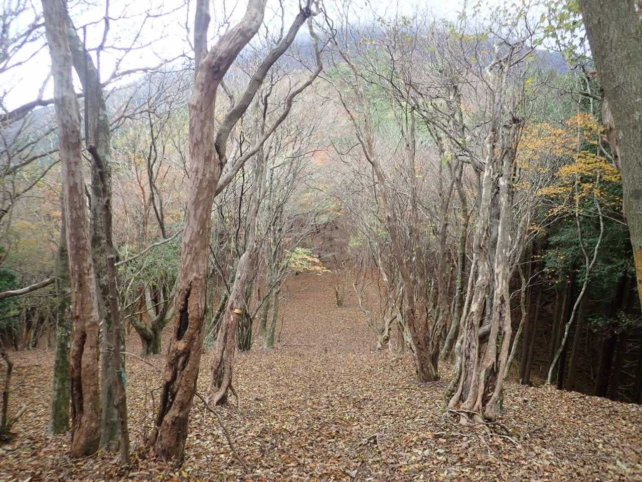 紅葉ももう終わりかな。でも落ち葉の絨毯が綺麗でした😃
