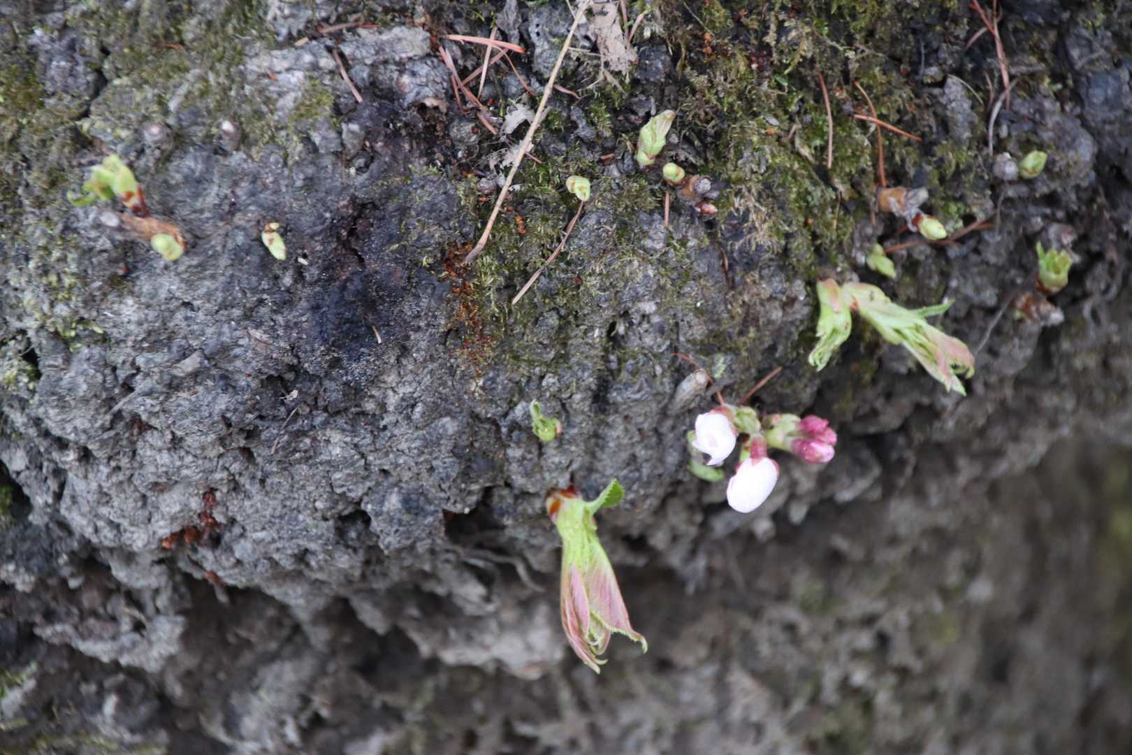 幹から花が咲いている木も。
これって老木の印なんですよね。