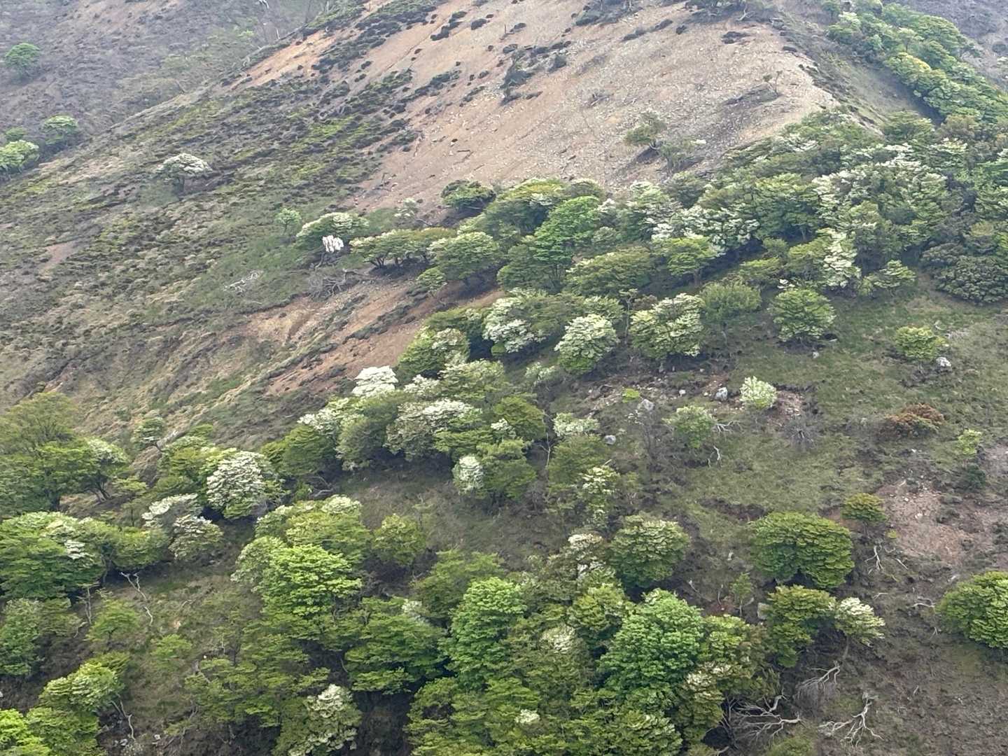 遠足尾根-竜ヶ岳-中道登山道 周回コースの写真
