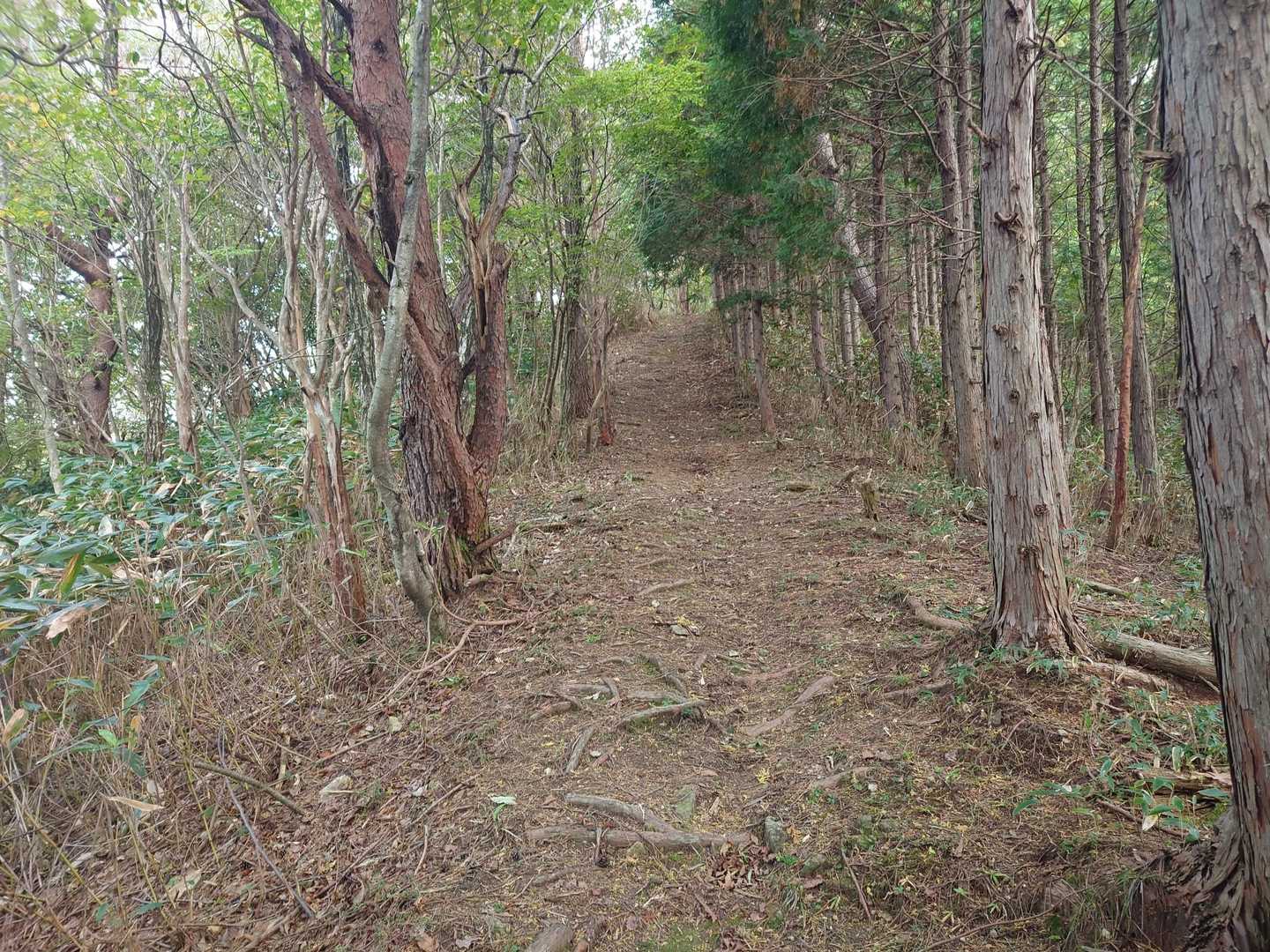 あれだけ急登が続くとこんな道は平坦に見えます。😊