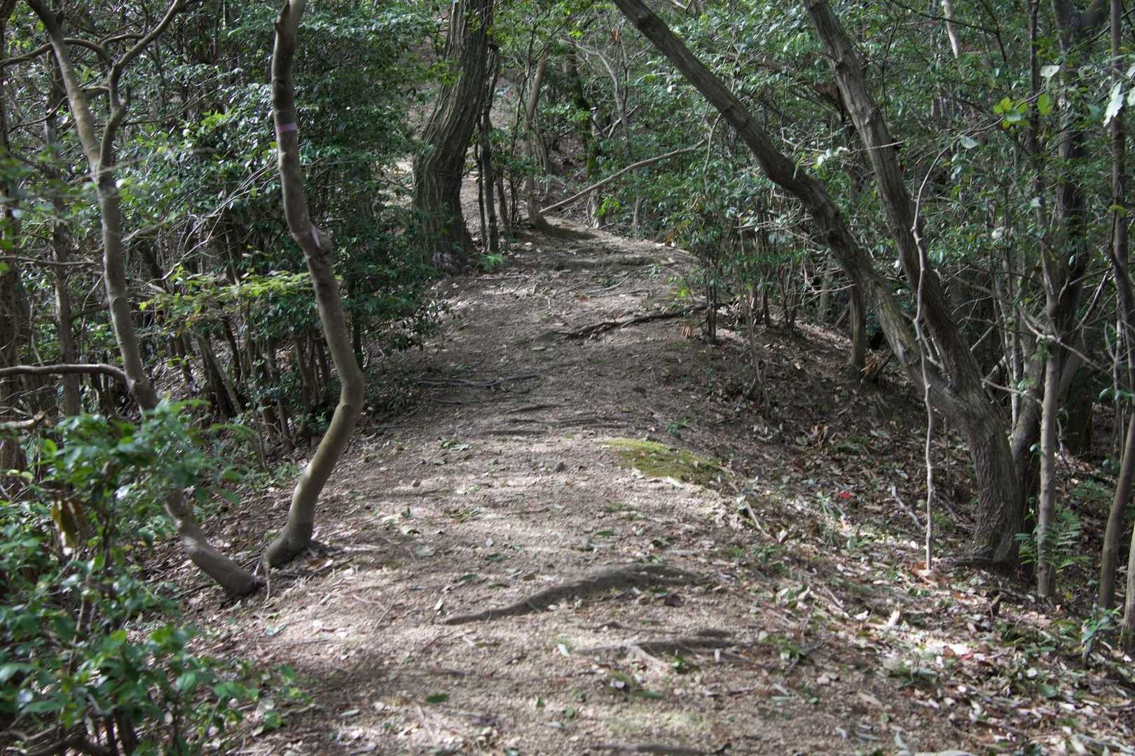 いきなり急登でっす💦

登山口からすんごい蜘蛛の巣だらけ💦
木の棒をブンブン回しながら進むよ🏃🏻‍♂️