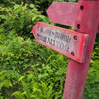 路肩の駐車場からすぐ登山口。鹿よけ？網に捕まった。絡まります。
