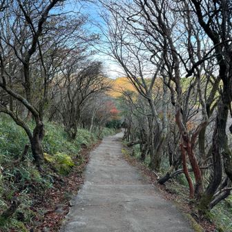 サトウランスケ