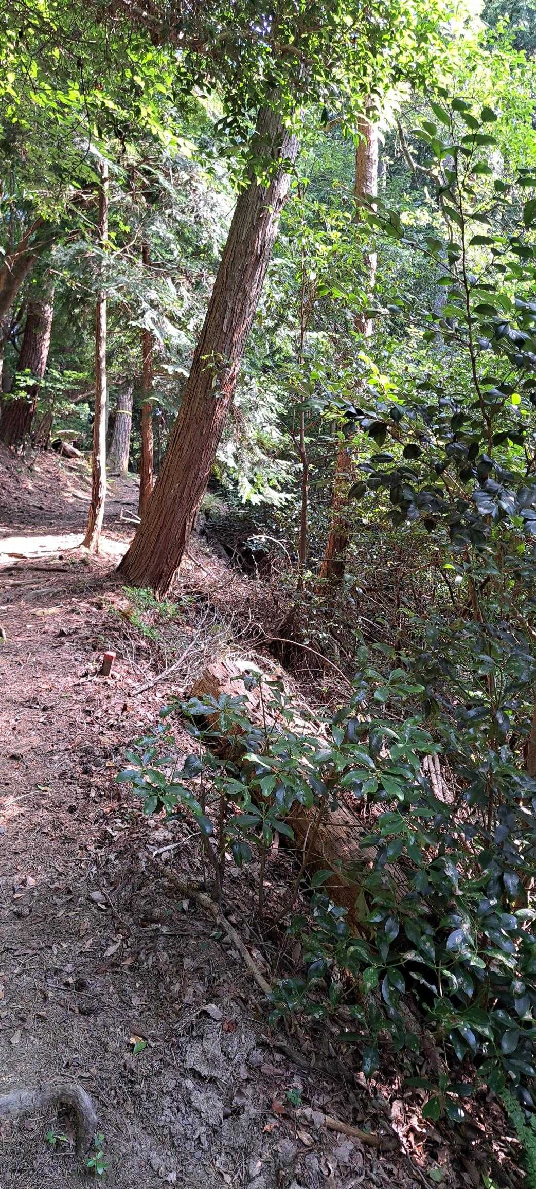 登り時、獣らしき影が大きな音で
がさがさと下にに降りていきました。えっ、何？と思い
鹿？熊🐻？見えなかったのが
少し怖かったです。