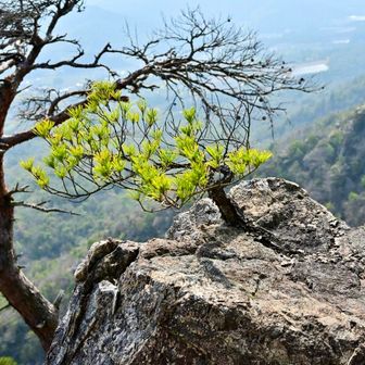 この岩から生えてる松が可愛い😍