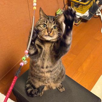 パンダ常務理事