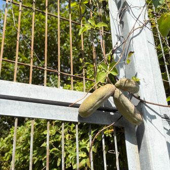 あっという間に　紫になった姿を見たい