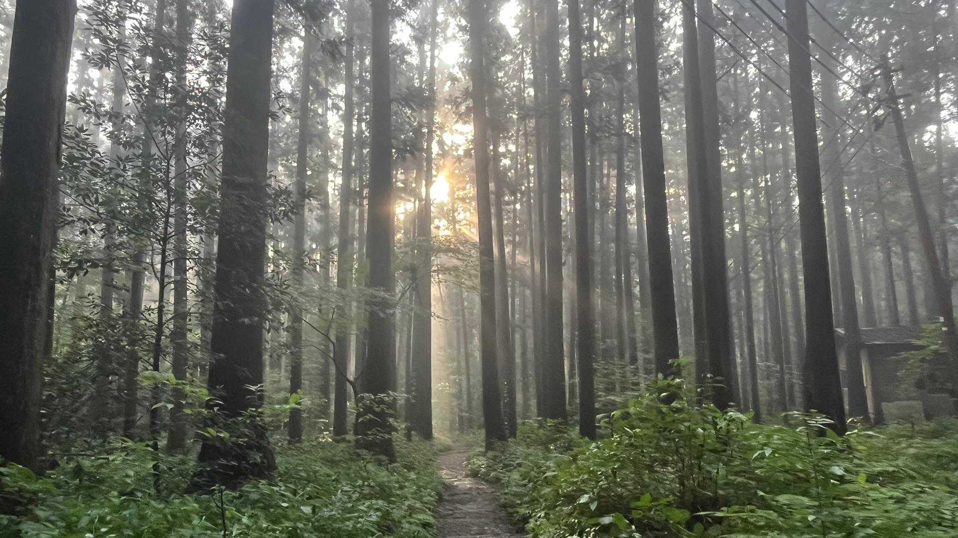 表参道コース | 彌彦神社から始まる、越後人の「心のふるさと」標高634mの霊峰の写真