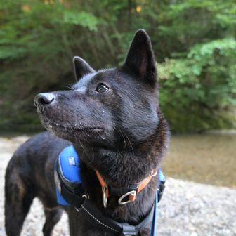 ごっちゃんGZEA14