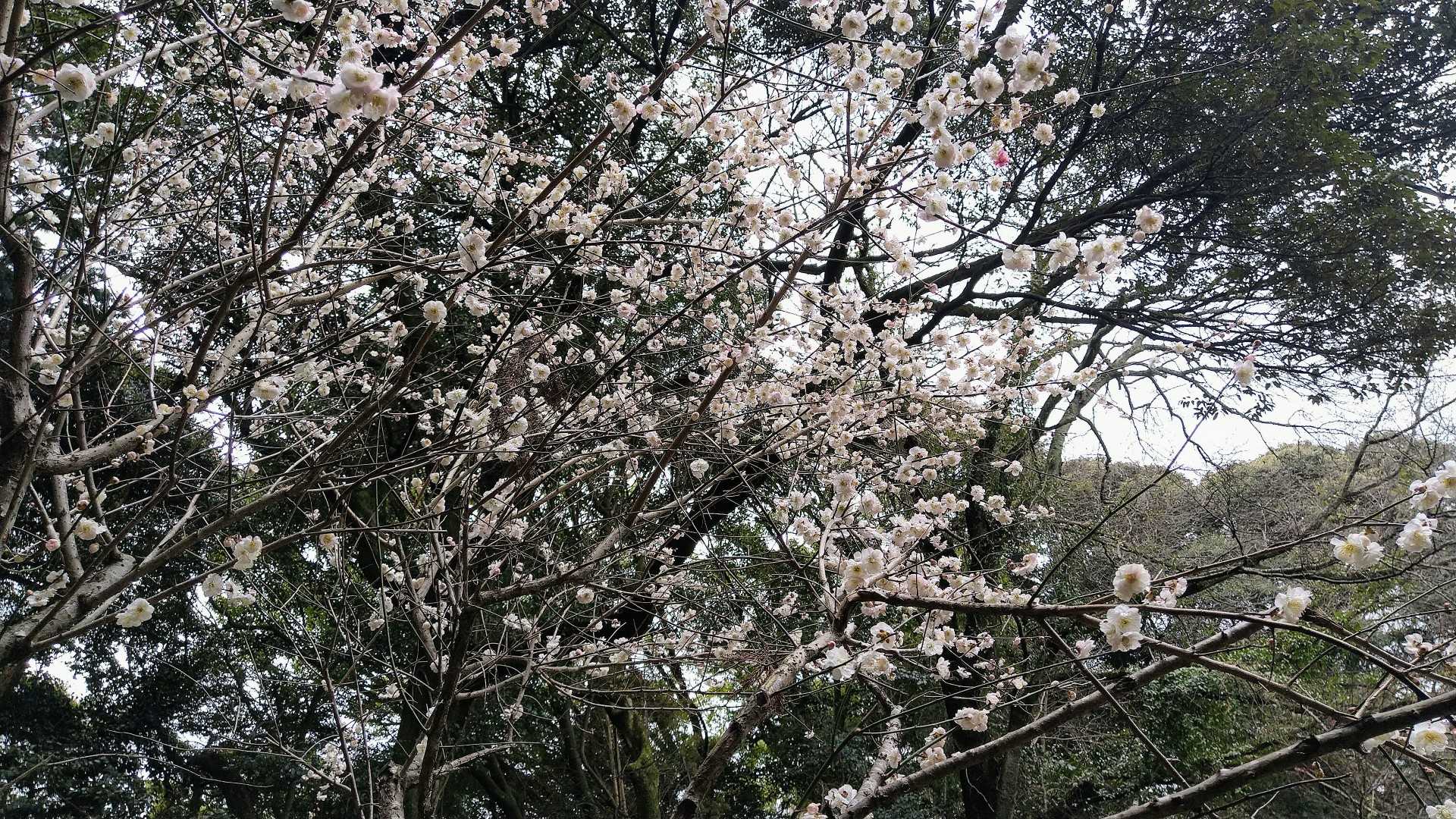 帰り道も梅林へ🤩