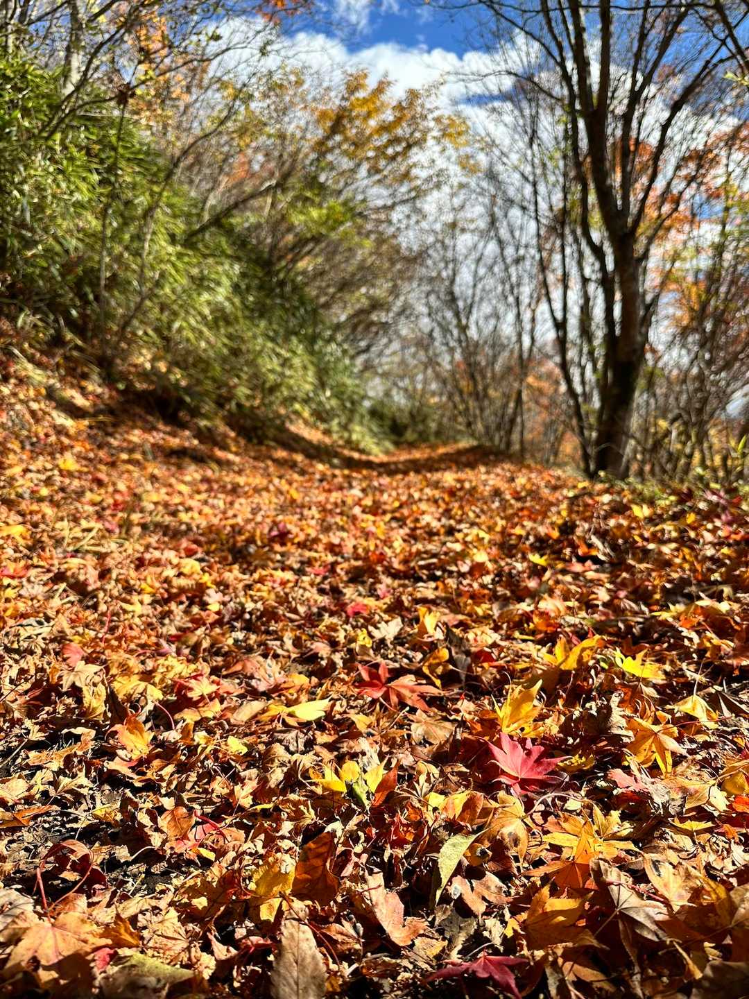 紅葉の絨毯🍁