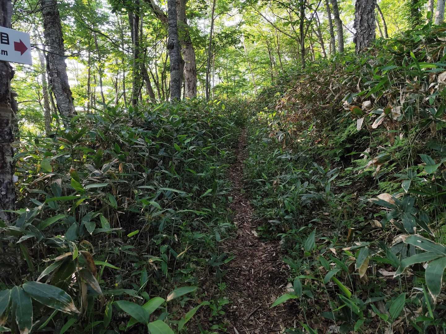 車両ゲート-伏美岳登山口-伏美岳 往復コースの写真