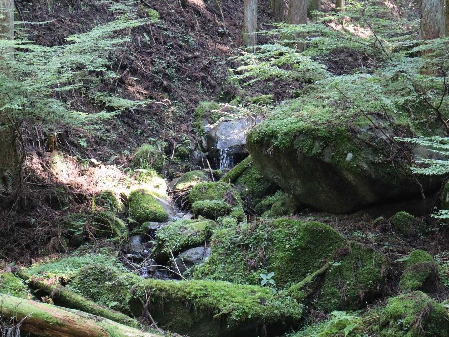 大栗山-月ヶ平 周回コースの写真