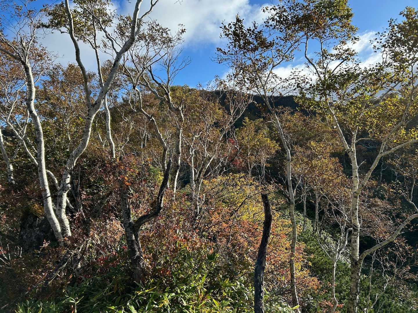 紅葉始まってます