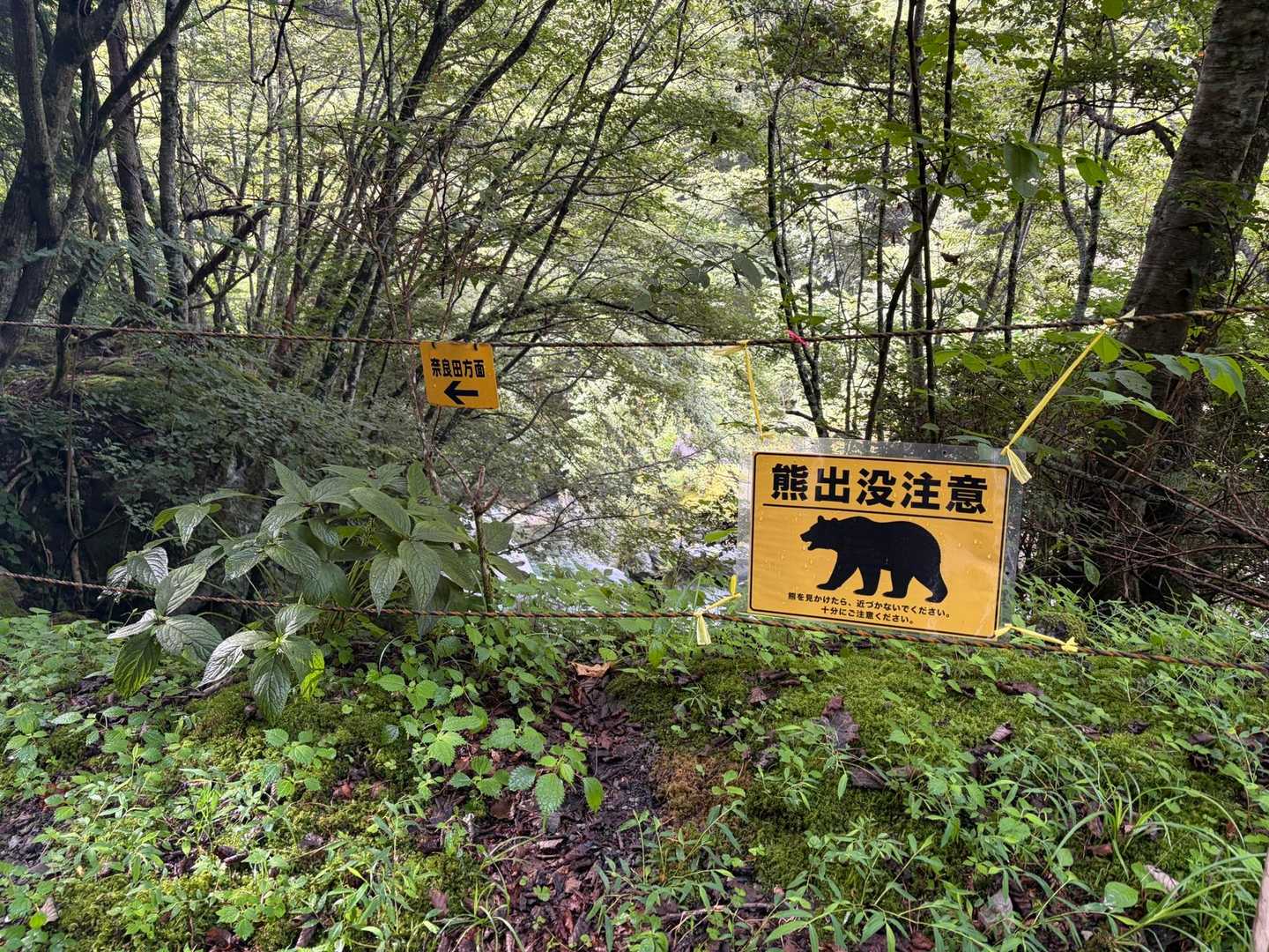 今更ですが、熊いるみたいです🐻
