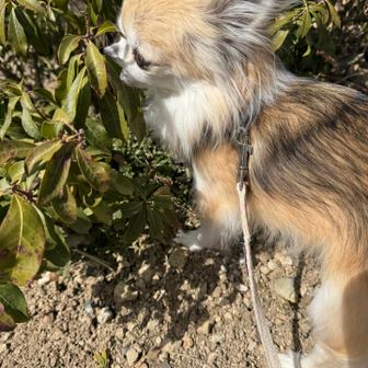 山頂をお散歩🦮しながら待ち人を待つ😊