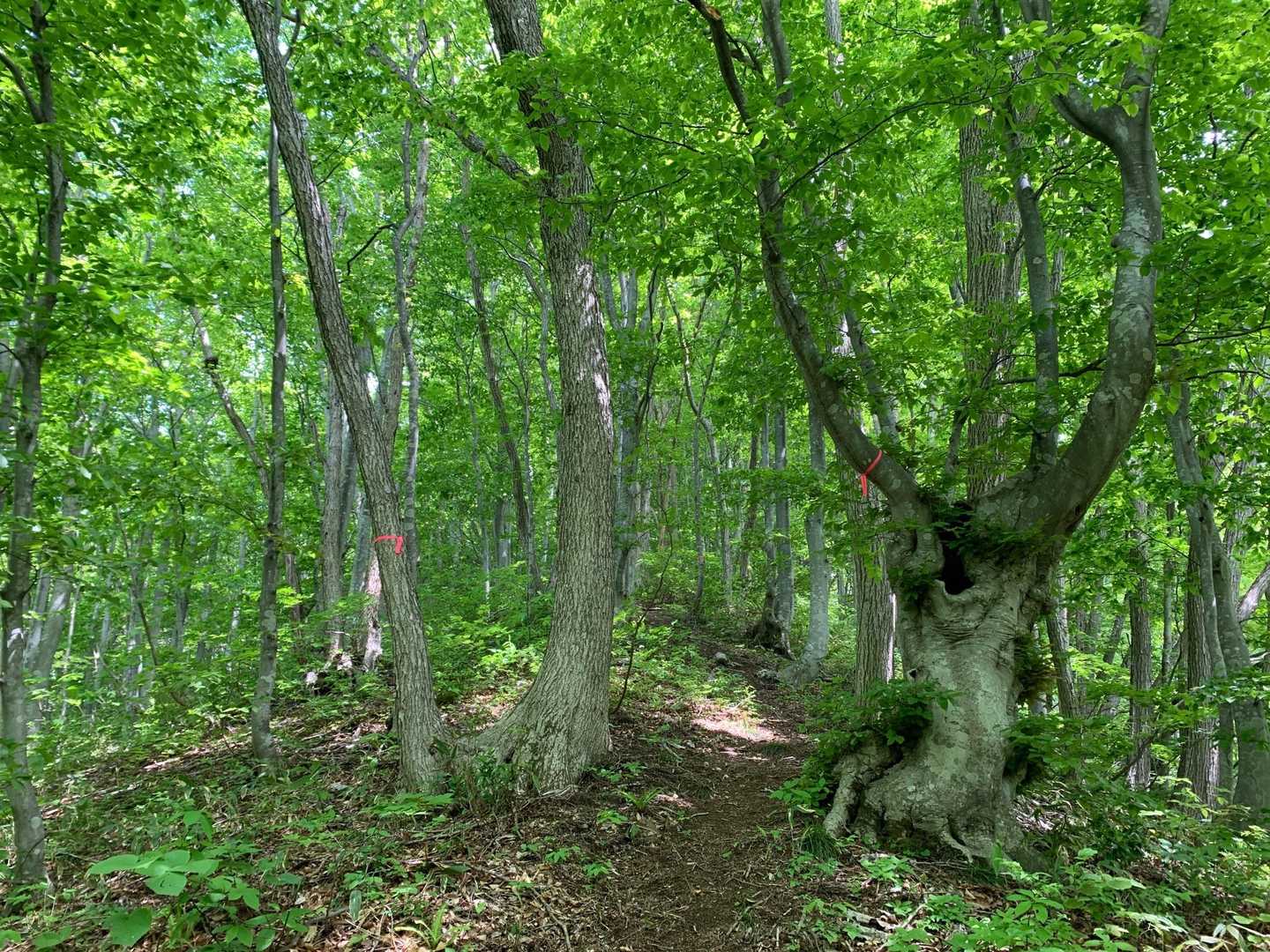 さらに少し下ると
ヤッホーの木🌲