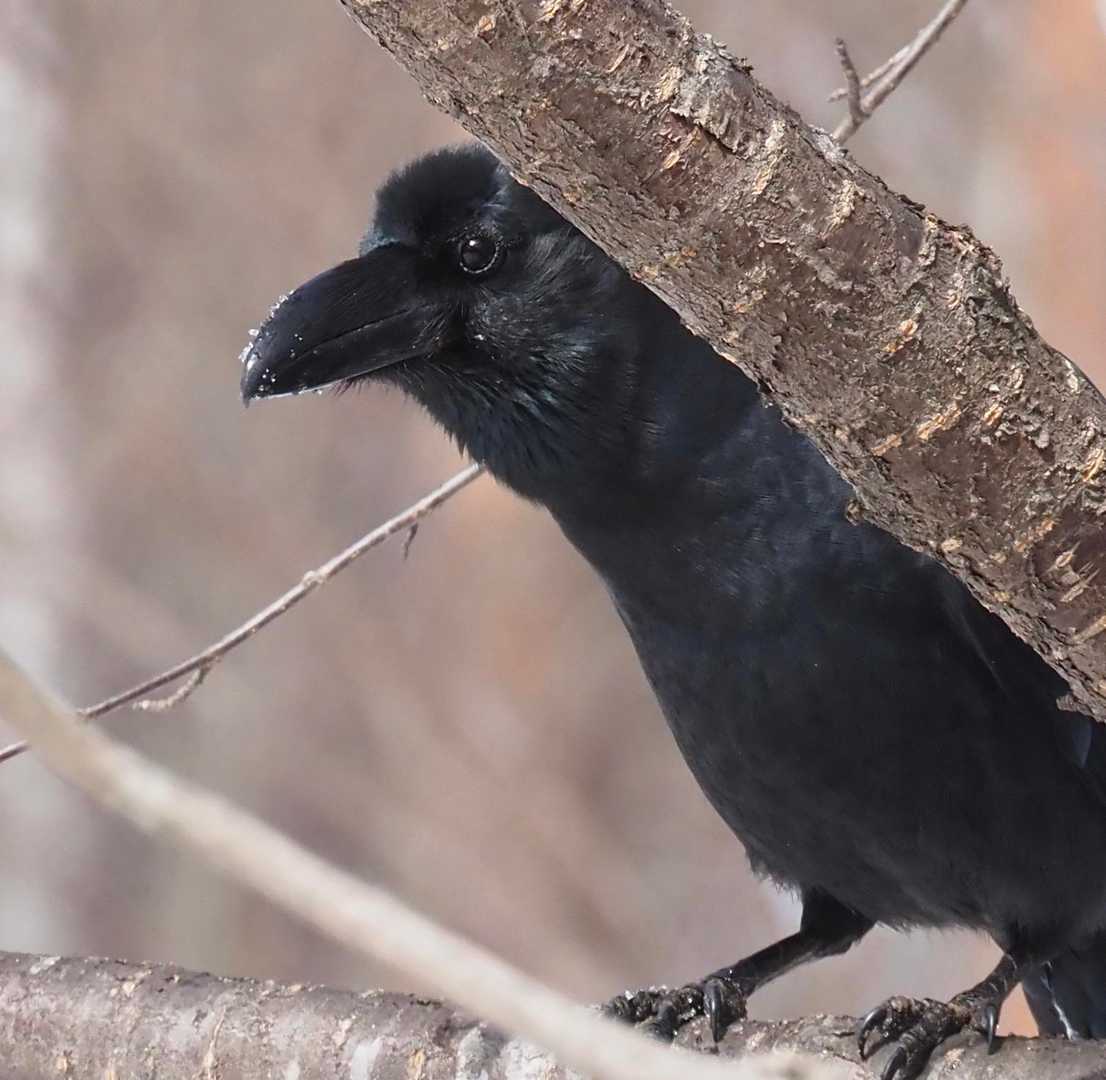 チラッ
可愛い😍
カラス好きなんです。見て下さいこのつぶらな瞳✨