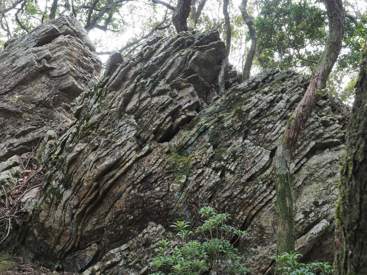 剣峠-八祢宜山-八大竜王西峰-八大竜王-京路山 周回コースの写真