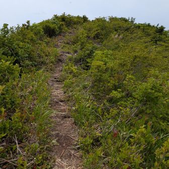 刈払いされて、綺麗な登山道になっています😊
「北岳」の標識が欲しいですね。