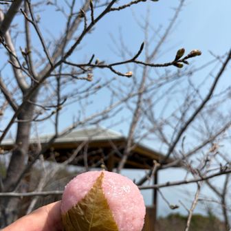 桜の木の下で桜餅〜🌸𐤔𐤔𐤔𐤔
