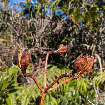これは伊豆諸島固有種のサクユリの種
サクユリは世界最大のユリ
