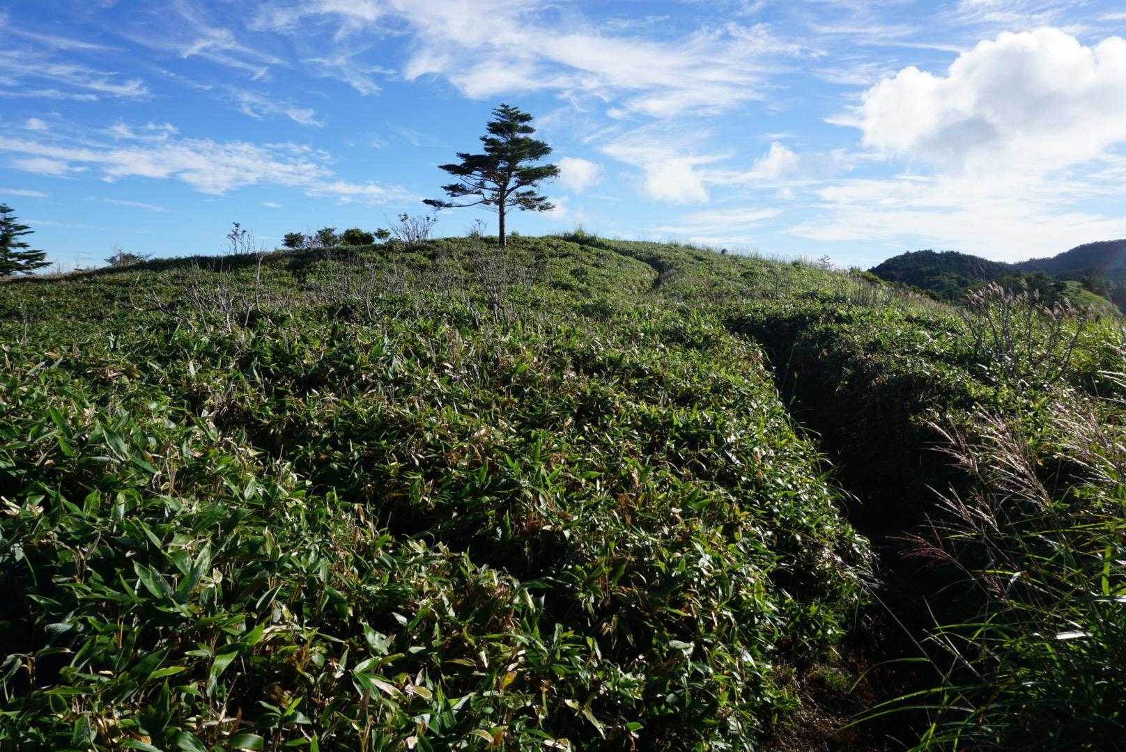 落合峠-矢筈山 往復コースの写真