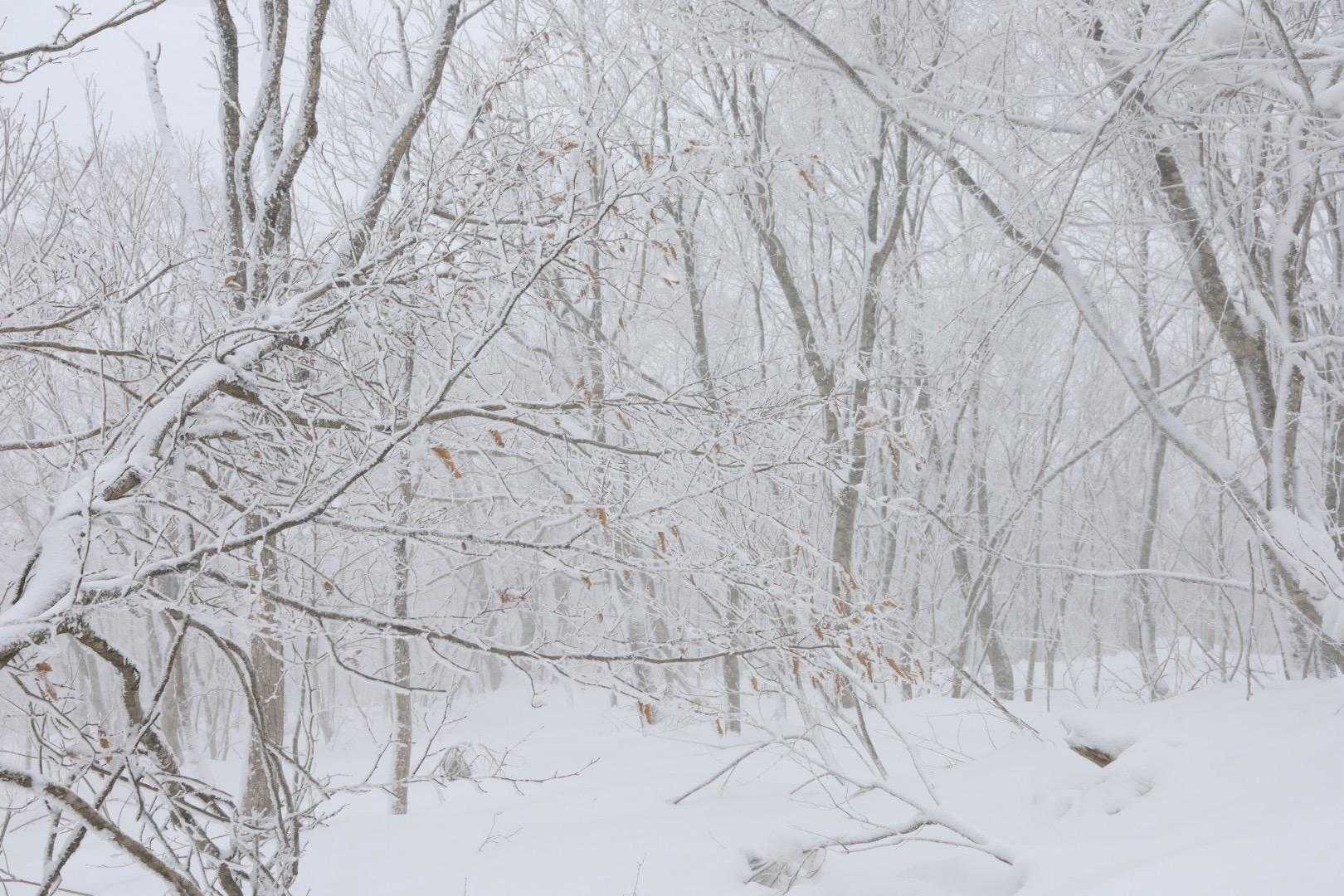 夏焼峠-恐羅漢山 往復コースの写真