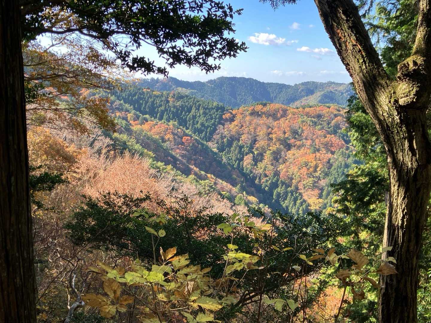 和泉葛城山のブナ林