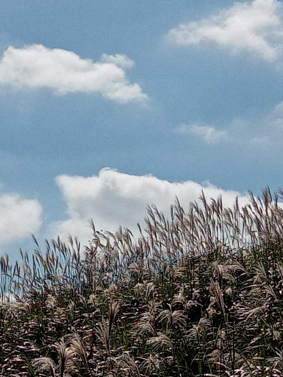 🌾🫧🌾🫧