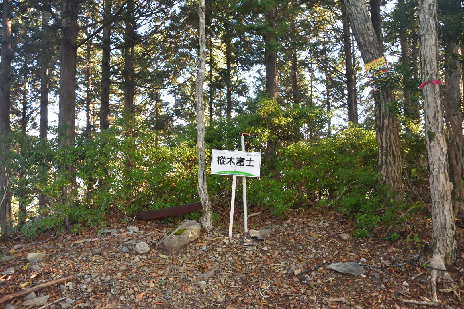 樅木富士山頂