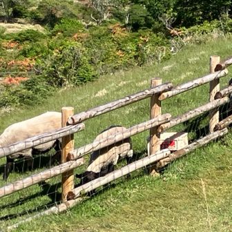 ひつじくんの朝の食事
今日は🐏🐏🐏🐏🐏