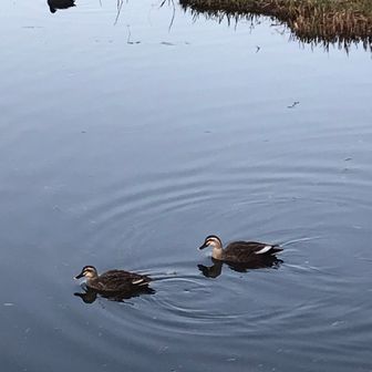 じんぞうって　V2