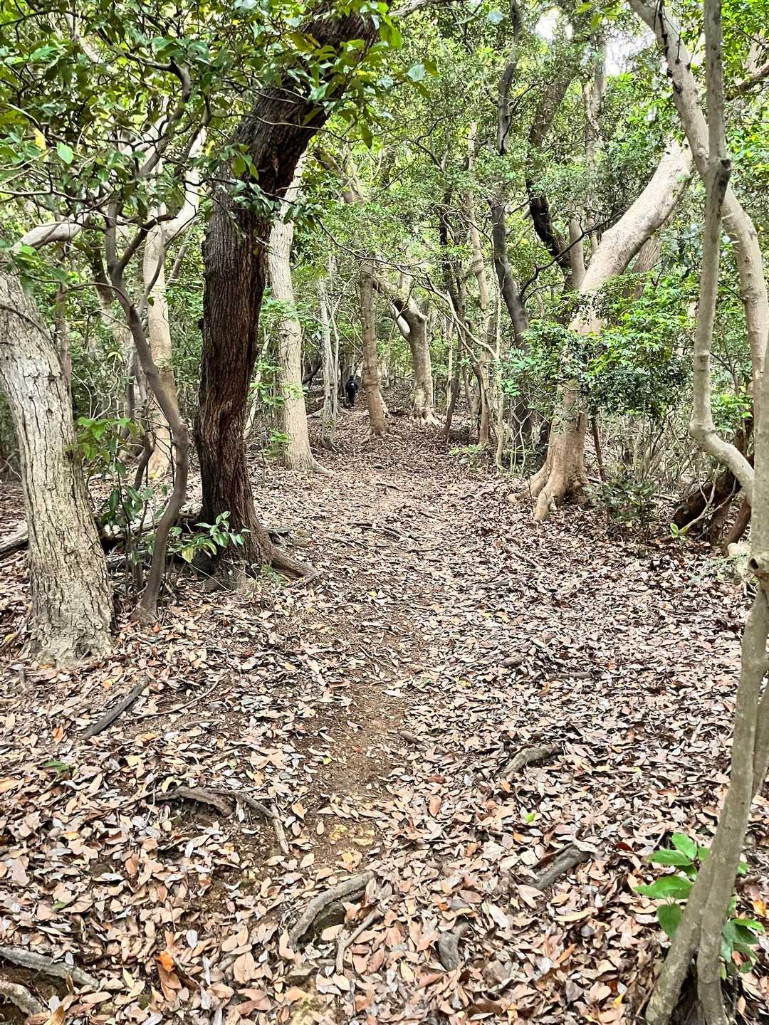 写真だとなだらかな尾根道に見えますが、現実は結構な登りです。
