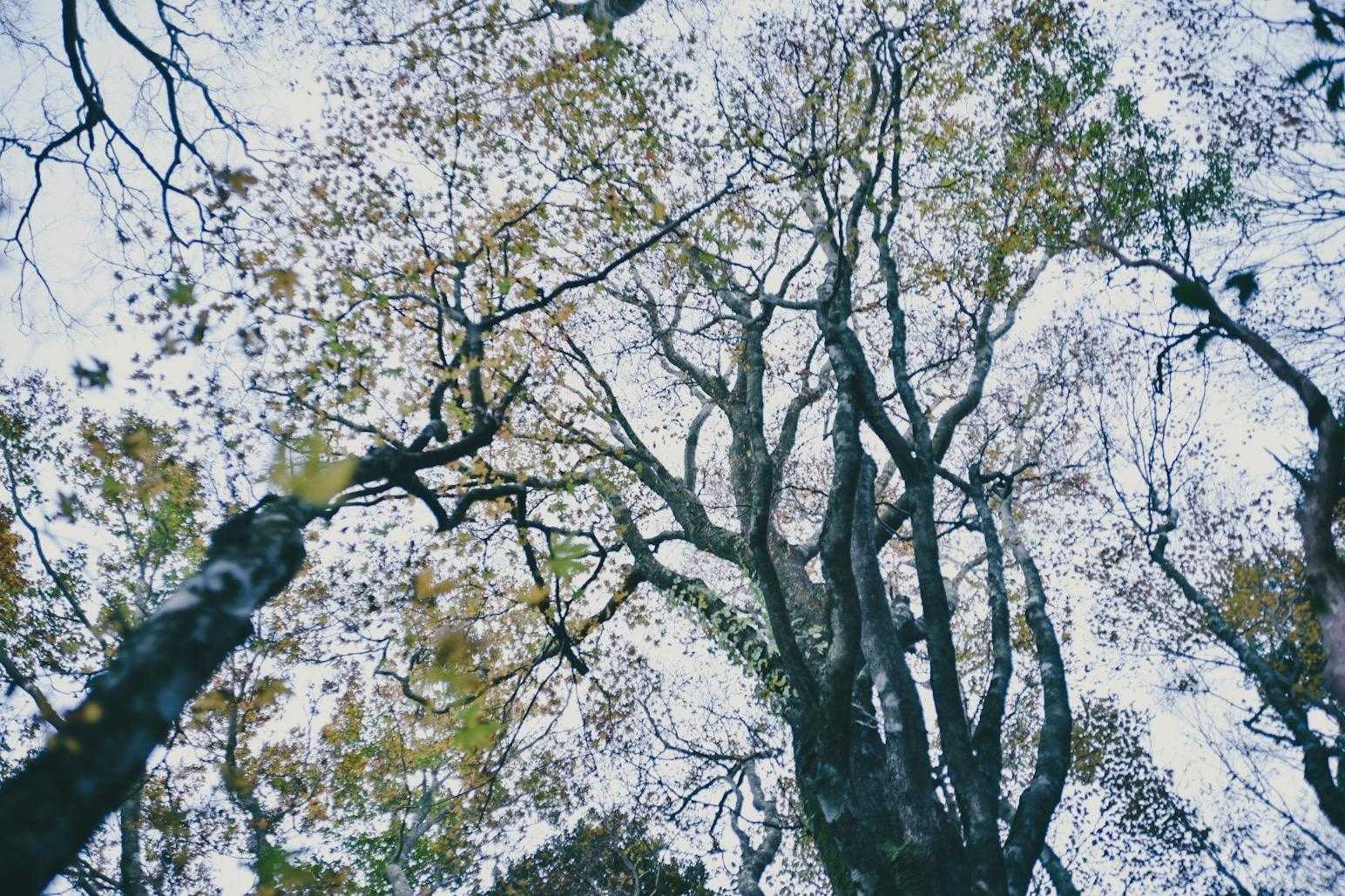 白髪岳新登山口-猪ノ子伏-三池神社-白髪岳 往復コースの写真
