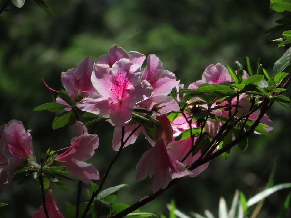 華やか