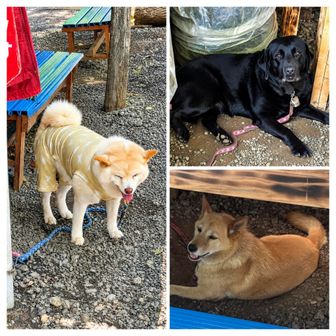 お茶屋の青天狗の犬さんたち🐶　暑そうでした🥵　がんばれ〜